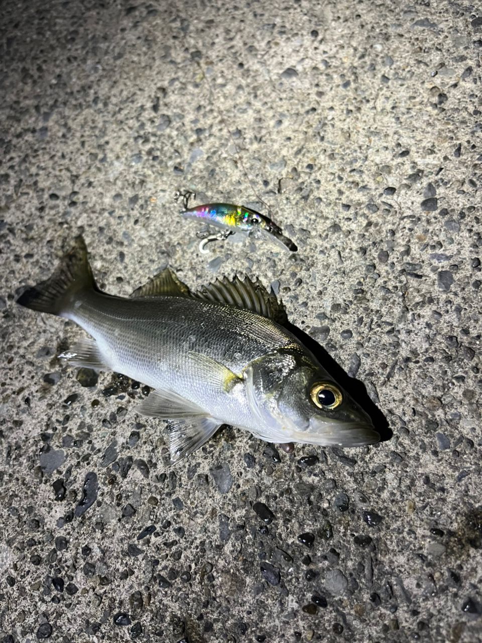 セイゴ（ヒラスズキ）