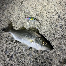 セイゴ（ヒラスズキ）