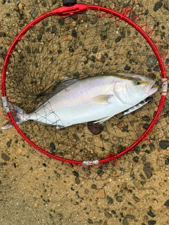 シオの釣果