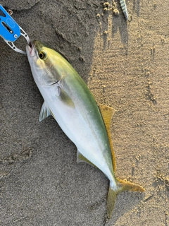 ワカシの釣果