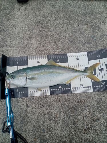 イナダの釣果