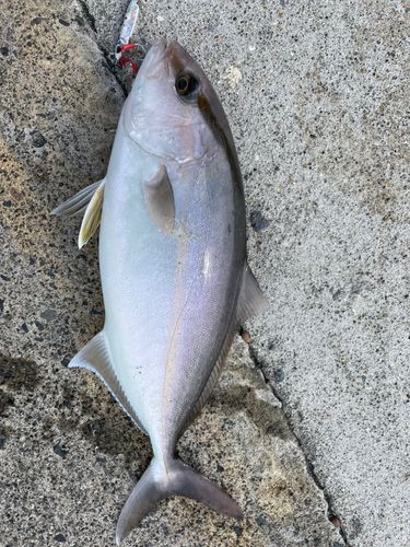 ネリゴの釣果