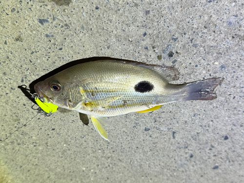 クロホシフエダイの釣果