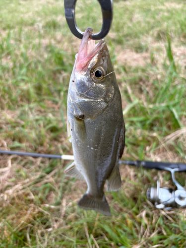 セイゴ（マルスズキ）の釣果