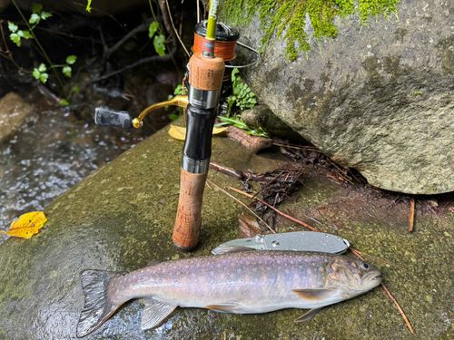 イワナの釣果