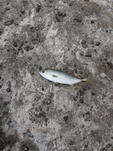 コゾクラの釣果