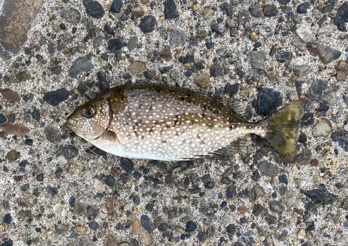 アイゴの釣果
