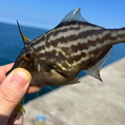 カワハギ