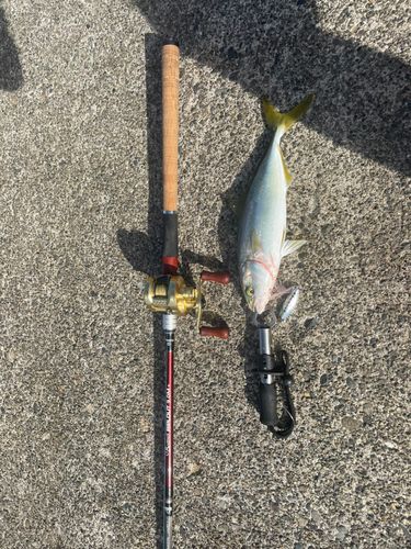 ワカシの釣果