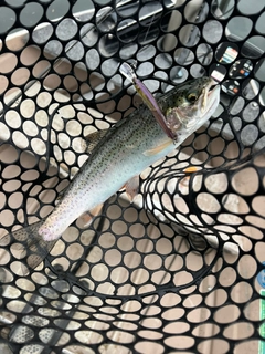 レインボートラウトの釣果