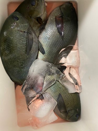 内海