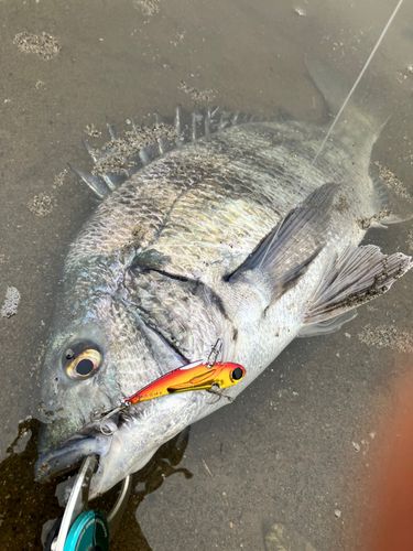 クロダイの釣果