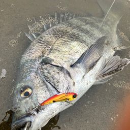 クロダイ