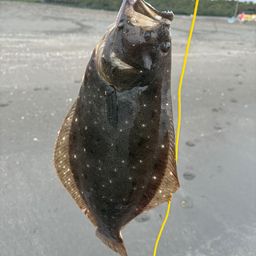 ヒラメ