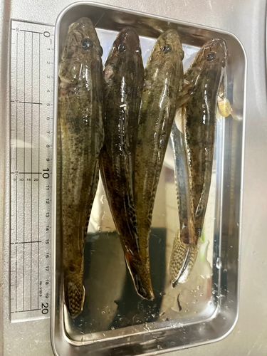 ハゼの釣果