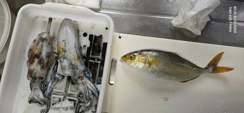 アオリイカの釣果