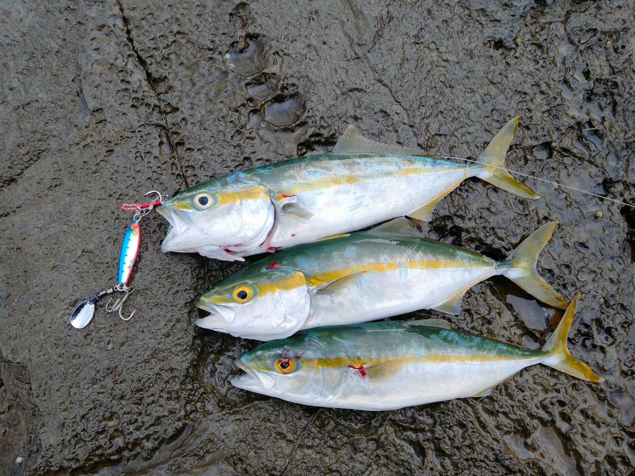 シマノネッサ CI4+[NESSA CI4+] S100MH+ シマノ(SHIMANO) ネッサ CI4+ S1002M 371720｜アウトドア用品