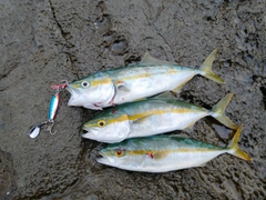ツバスの釣果
