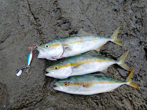ツバスの釣果