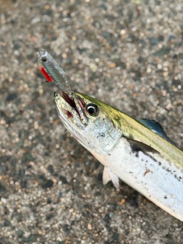 サゴシの釣果