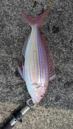 イトヨリダイの釣果