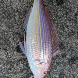 イトヨリダイ