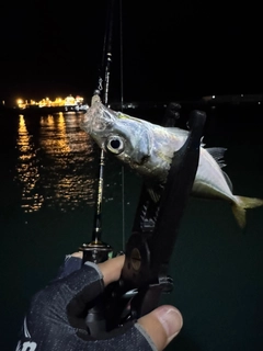 マアジの釣果