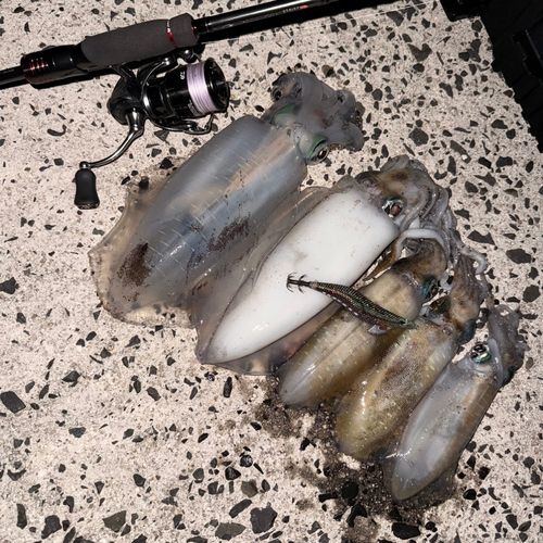 アオリイカの釣果