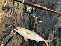ヤズの釣果