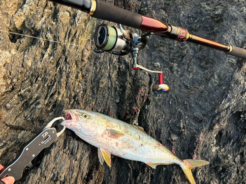 ヤズの釣果