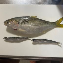 コノシロ