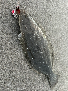 ソゲの釣果