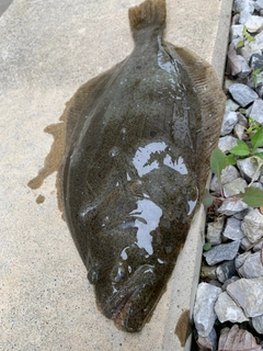 ヒラメの釣果