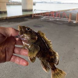カサゴ