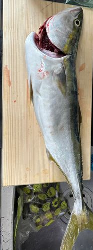 メジロの釣果