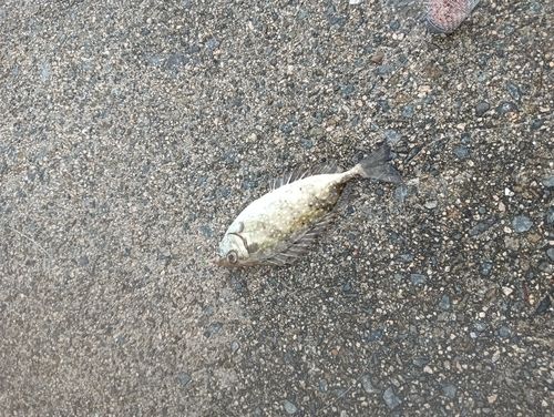アイゴの釣果