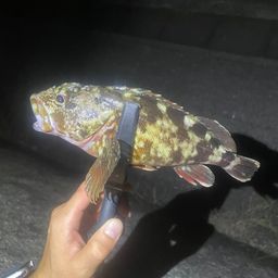カサゴ