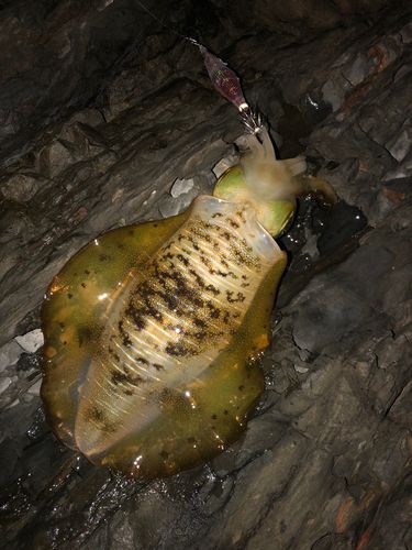 アオリイカの釣果