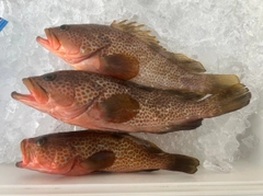 キジハタの釣果