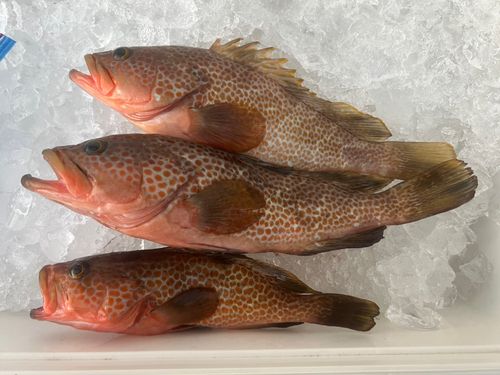 キジハタの釣果