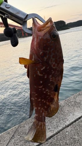 キジハタの釣果