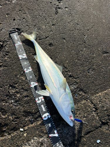 ワラサの釣果