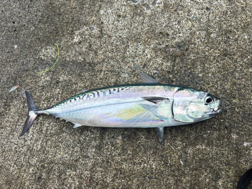 戸田湾
