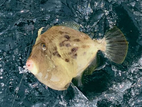 カワハギの釣果