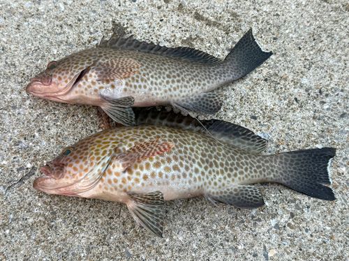 オオモンハタの釣果