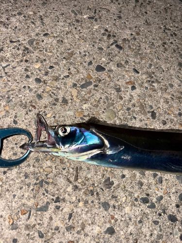 タチウオの釣果