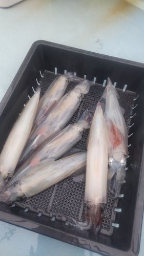 ヤリイカの釣果