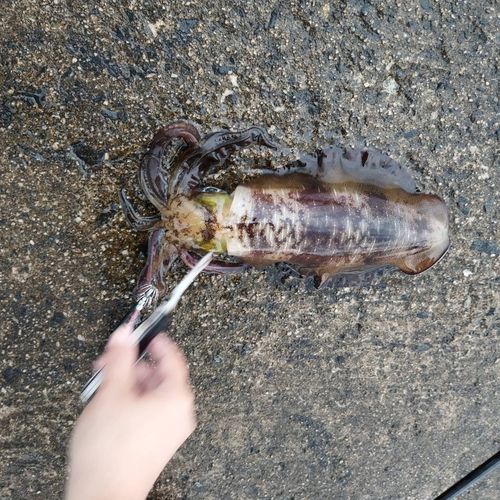 アオリイカの釣果