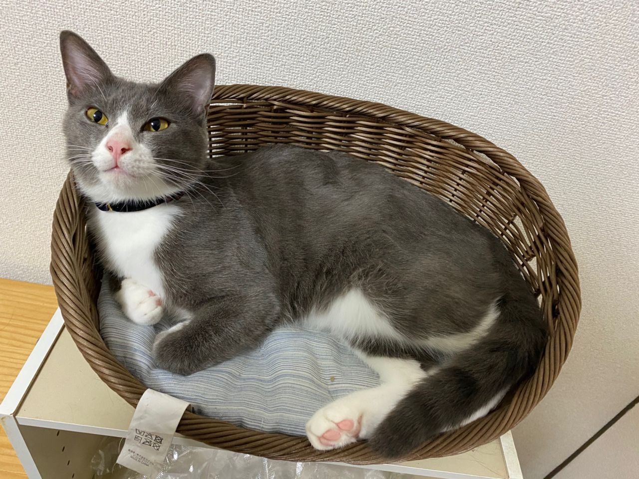 アオリイカ