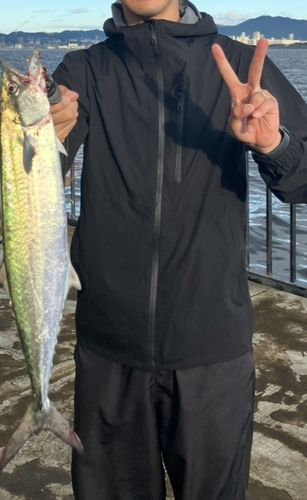メジロの釣果